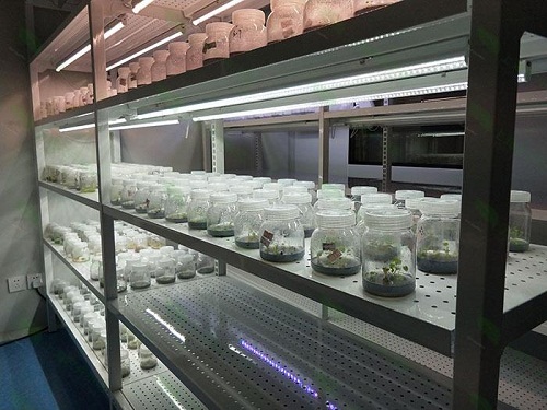 夷陵植物组织培养实验室设计建设方案